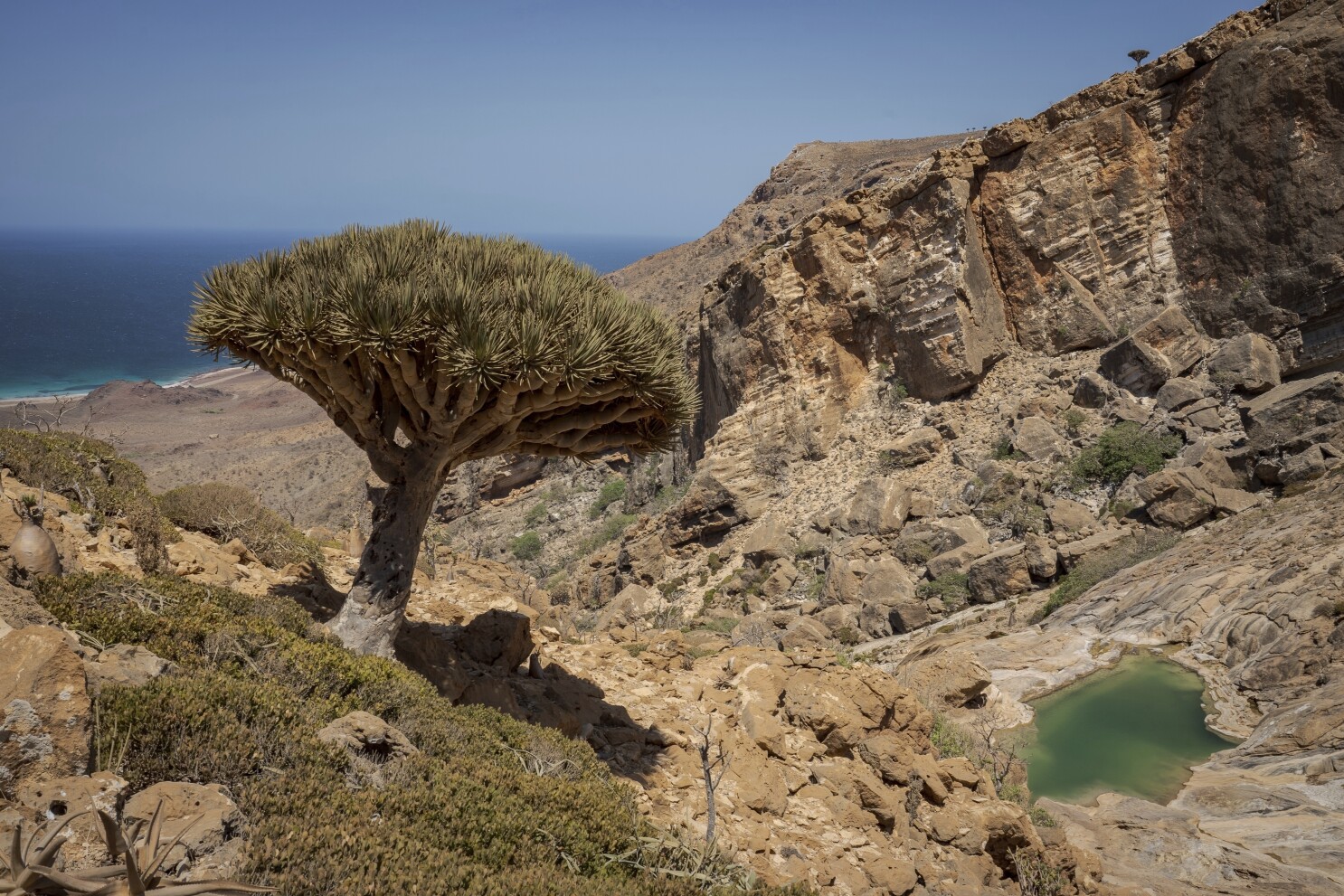 Climate change and grazing goats threaten the survival of these rare dragon's blood trees
