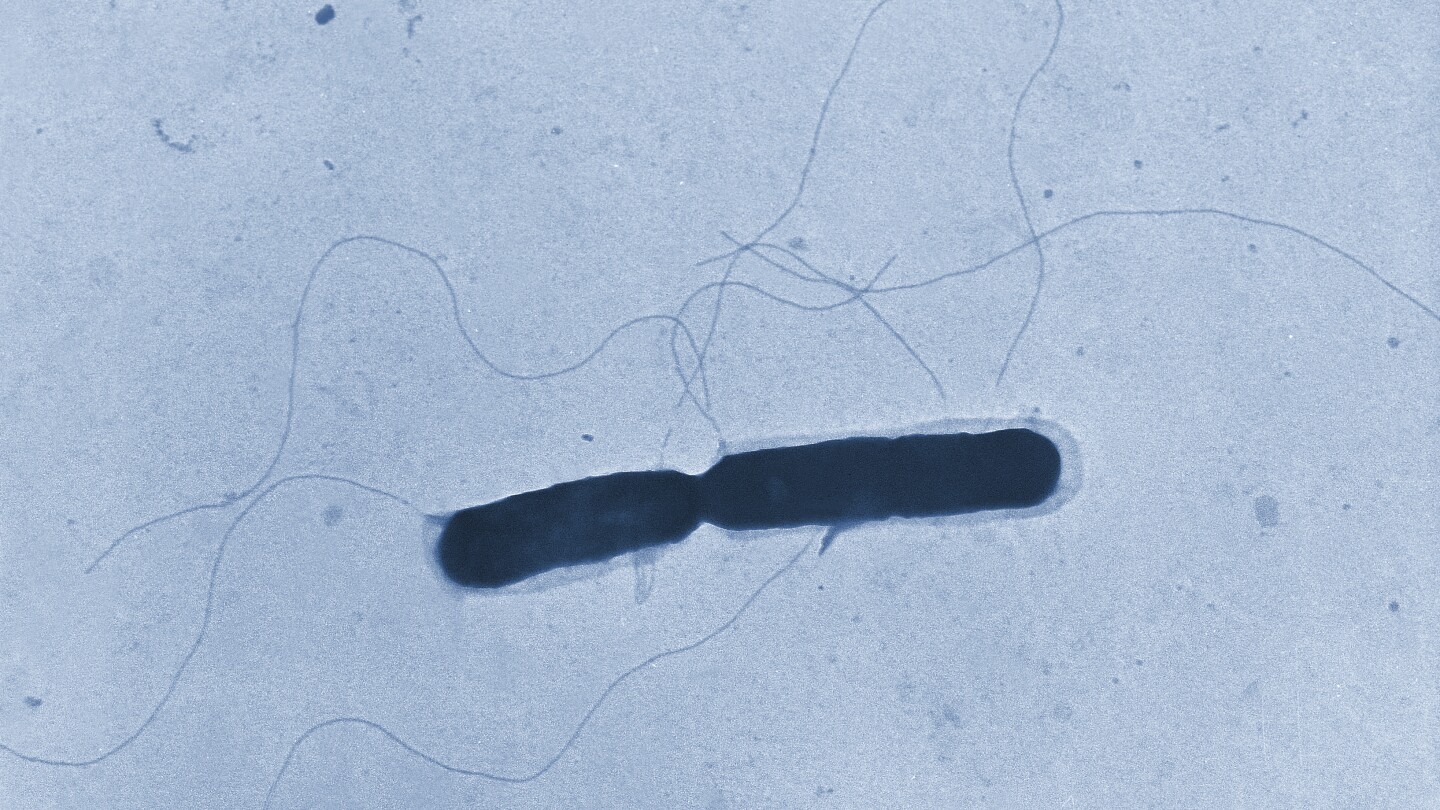 Fatal listeria outbreak connected to hen alfredo fettucine offered at Kroger and Walmart