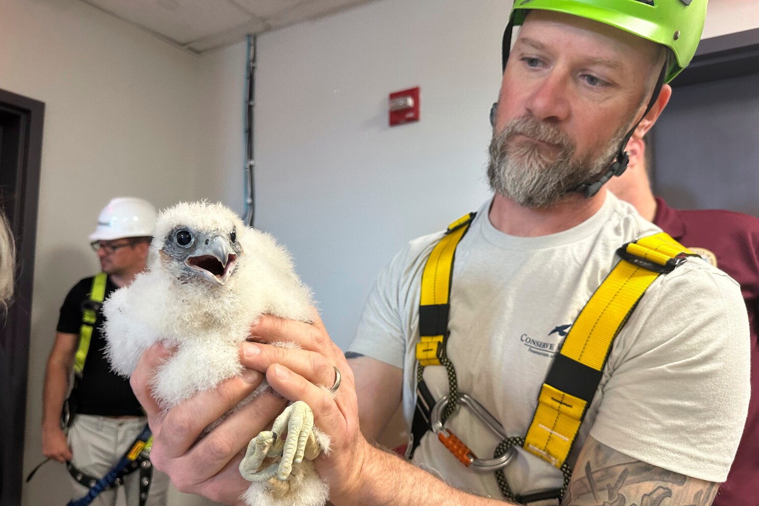 Peregrine falcons thrive in US cities despite bird flu decimating coastal populations