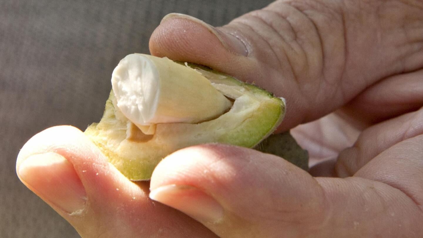 Petani almond mentah melawan aturan makan