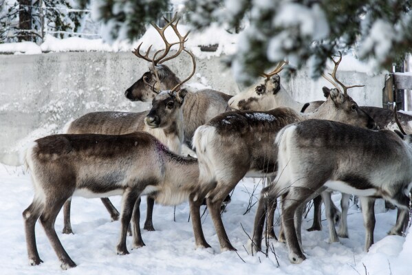 FILE - Reindeer in a corral at Lappeasuando near Kiruna, Sweden, await to be released onto the winter pastures on Nov. 30. 2019. Finding food in a cold, barren landscape is challenging, but researchers from Dartmouth College in New Hampshire and the University of St. Andrews in Scotland report that reindeer eyes may have evolved to allow them to easily spot their preferred meal. (AP Photo/Malin Moberg, File)