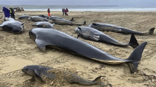 This handout photo issued by British Divers Marine Life Rescue (BDMLR) shows pilot whales in North Tolsta, on the Isle of Lewis, Scotland, Sunday, July 16, 2023. A pod of 55 pilot whales have died after they were found washed ashore on a beach in Scotland in the worst mass whale stranding in the area, marine experts said Monday. Marine rescuers, the coast guard and police were called to Traigh Mhor beach on the Isle of Lewis in northwest Scotland after receiving reports that dozens of the mammals were in difficulty there early Sunday. (Cristina McAvoy/BDMLR via AP)