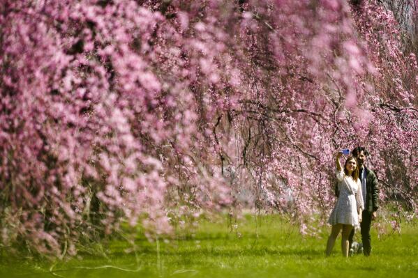 FILE - A couple takes a selfie with cherry blossoms at Fairmount Park in Philadelphia, March 29, 2023. The United States can expect a nice spring break from past too rainy or too dry extremes, federal meteorologists predicted Thursday, March 21, 2024. (AP Photo/Matt Rourke, File)