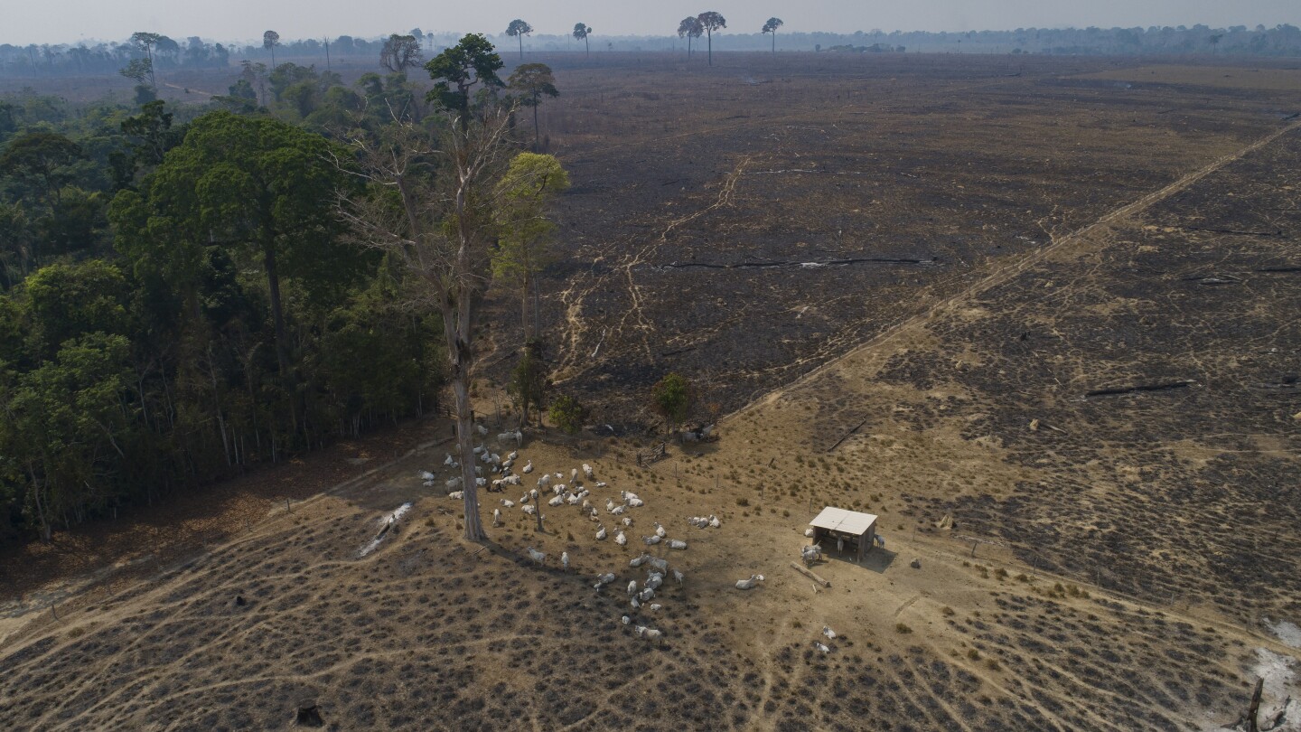 Rainforest: Highest deforestation rate in six years