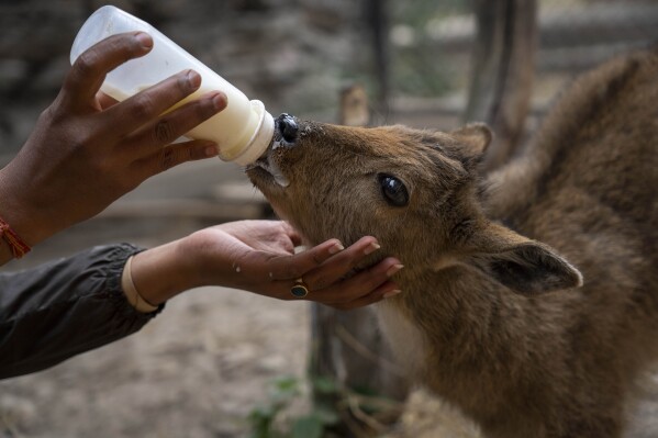 Zoo keeper Rojina Shrestha, 35, feeds milk to a baby roe deer at the Central Zoo in Lalitpur, Nepal, on Feb. 21, 2024. (AP Photo/Niranjan Shrestha)