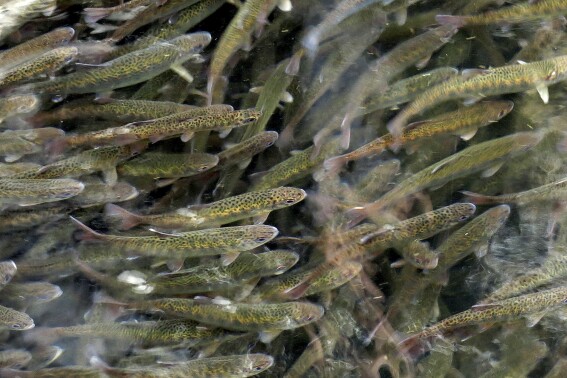 FILE - Juvenile coho salmon swim in a holding pond at the Cascade Fish Hatchery, March 8, 2017, in Cascade Locks, Ore. On Thursday, July 25, 2024, the U.S. government announced that it will invest $240 million in salmon and steelhead fish hatcheries in the Pacific Northwest in an effort to boost declining fish populations and support the treaty-protected fishing rights of Native American tribes in the region. (ĢӰԺ Photo/Gillian Flaccus, File)