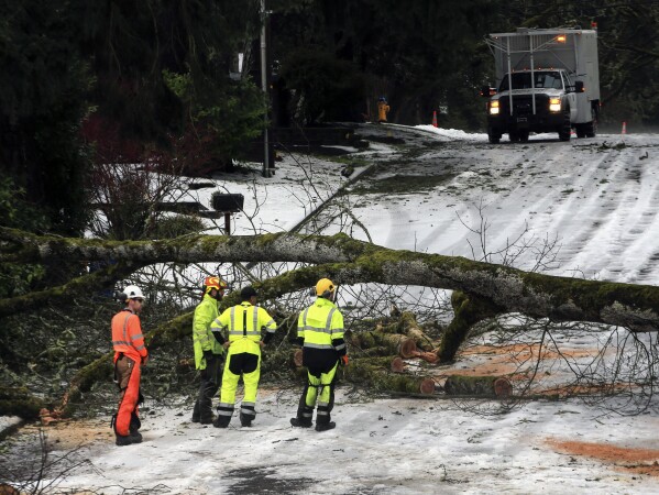 Crews assess how to remove a tree across Madison Street near West 28th Avenue in the snow on Wednesday, Jan. 17, 2024, in Eugene, Ore. (Chris Pietsch/The Register-Guard via AP)