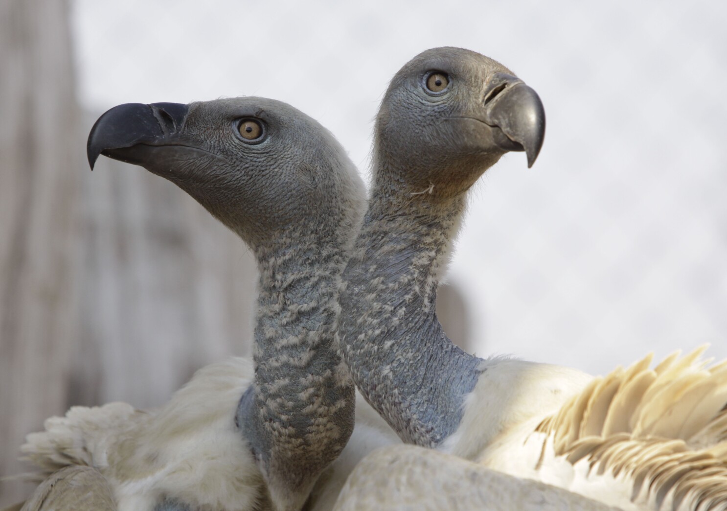 More than 100 vultures die in a mass poisoning in South Africa's flagship national park