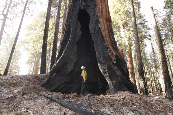 FILE - Assistant Fire Manager Leif Mathiesen, of the Sequoia & Kings Canyon Nation Park Fire Service, looks for an opening in the burned-out sequoias from the Redwood Mountain Grove which was devastated by the KNP Complex fires earlier in the year in the Kings Canyon National Park, Calif., on Nov. 19, 2021. Thousands of sequoias have been killed by wildfires in recent years. (AP Photo/Gary Kazanjian, File)