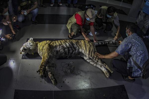 Members of Natural Resources Conservation Agency inspect a Sumatran tiger found dead after being caught in a snare trap in Pekanbaru, Riau province, Indonesia, Sunday, Oct 17, 2021. Authorities said Monday, that the death is the latest setback to a species whose numbers are estimated to have dwindled to about 400. (AP Photo/Rifka Majjid)