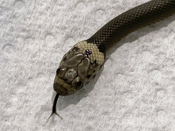 En esta foto provista por la organización de rescate animal Wildlife Information, Rescue and Education Service (WIRES) se ve una serpiente venenosa el 15 de abril de 2021, en Sydney. La serpiente a...