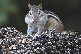 FILE - In this Oct. 6, 2005 file photo, a chipmunk stuffs his mouth with seeds and returns to his nest to store them for winter in Canterbury, N.H. There has been a spike in New England's chipmunk population during the summer of 2020. (Ken Williams/The Concord Monitor via AP, File)