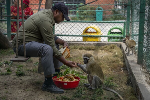 A zoo keeper feeds a Tantalus monkey at the Central Zoo in Lalitpur, Nepal, on Feb. 21, 2024. (AP Photo/Niranjan Shrestha)