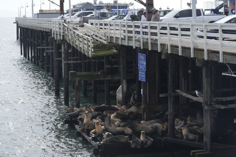People look toward sea lions resting below the Santa Cruz Wharf in Santa Cruz, Calif., Friday, Jan. 12, 2024. Rising seas, frequent storms take toll on California's iconic piers, threatening beach landmarks. (AP Photo/Jeff Chiu)