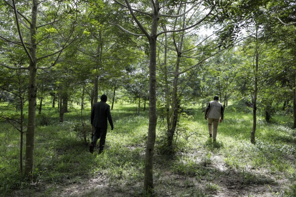 Enock Twagirayesu, team leader of Nakivale Green Environment Association, and Cleous Bwambale of United Nations High Commissioner for Refugees, tours trees planted by Enoch and others at Nakivale Refugee Settlement in Mbarara, Uganda, on Dec. 5, 2023. Twagirayesu is among refugees helping to plant thousands of seedlings in hopes of reforesting the area. (AP Photo/Hajarah Nalwadda)