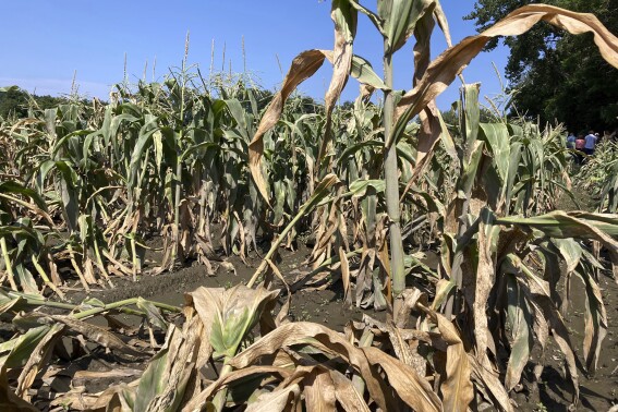 Corn crops damaged by severe flooding two weeks ago are shown on July, 24, 2023, at Paul Mazda's fruit and vegetable farm in Essex Junction, Vt. (AP Photo/Lisa Rathke)