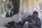 A gorilla family is observed by people visiting the Fort Worth Zoo in Fort Worth, Texas, Friday, Feb. 23, 2024. Researchers will be standing by to observe how animals’ routines at the zoo are disrupted when skies dim on April 8. They previously detected other strange animal behaviors in 2017 at a South Carolina zoo that was in the path of total darkness. (AP Photo/LM Otero)