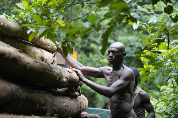 A bare-chested man loads timber onto a truck inside the Omo Forest Reserve in Nigeria on Monday, July 31, 2023. Conservationists say the outer region of Omo Forest Reserve, where logging is allowed, is already heavily deforested. As trees become scarce, loggers are heading deep into the 550-square-kilometer conservation area, which is also under threat from uncontrolled cocoa farming and poaching. (AP Photo/Sunday Alamba)