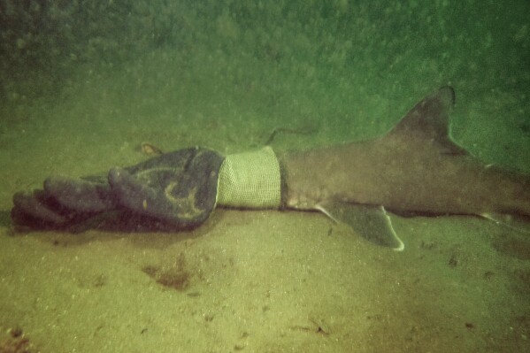 This photo, taken by Debra Dauphinais while diving with her husband off of Jamestown, RI, shows a baby shark stuck in a work glove, Monday, Sept. 11, 2023. Dauphinais' husband was able to pull the glove free and the shark swam away. (Debra Dauphinais via AP)