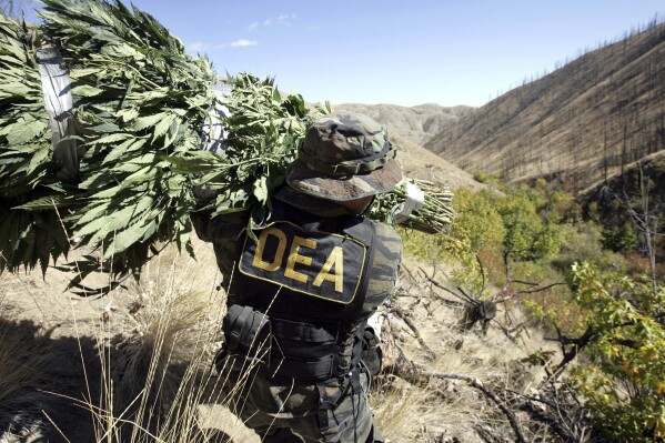 FILE - A Drug Enforcement Administration agent shoulders a bundle of marijuana plants down a steep slope after working with other law enforcement officers to clear a patch of the plants from national forest land near Entiant, Wash., Sept. 20, 2005. (AP Photo/Elaine Thompson, File)