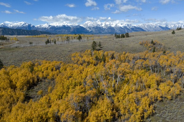 Part of a square-mile section of state land in Wyoming's Grand Teton National Park is seen, Oct. 5, 2023. Wyoming officials will vote Thursday, Dec. 7, whether to auction off the land for development amid their longstanding efforts to prod federal officials to buy the land to conserve it as part of the park. (Bradly J. Boner/Jackson Hole News & Guide via AP)