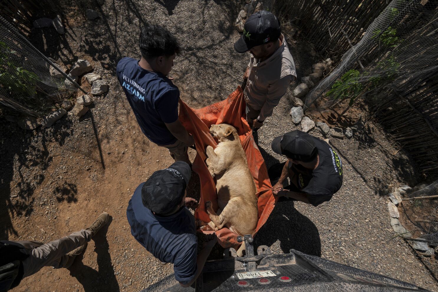 AP PHOTOS: Tigers, jaguars and elephants are the latest to flee Mexico’s cartel violence