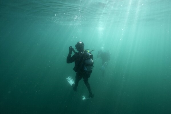 Scientific diver Ryan Yee checks a gauge as he descends to remove urchins at a project site by the Bay Foundation off the Palos Verdes Peninsula, Tuesday, Nov. 28, 2023, near Rancho Palos Verdes, Calif. Once a vast kelp forest, the area is now largely barren, overrun by urchins. The Foundation's Kelp Forest Restoration Project aims to remove much of the urchins in the hope of bringing back the kelp forests. (AP Photo/Gregory Bull)