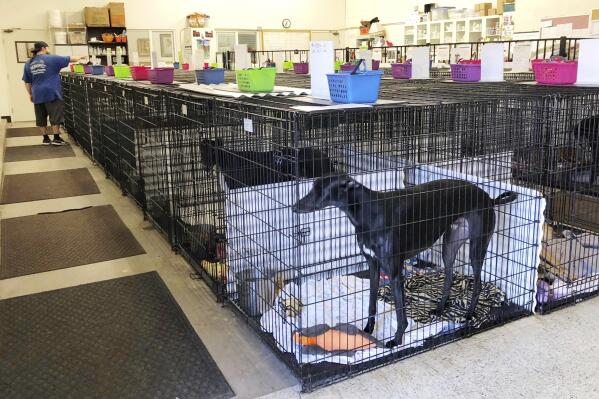 FILE - This Oct. 10, 2018, file photo shows a greyhound in a crate at Hemopet in Garden Grove, Calif. A new law in California will phase out one of the nation's largest canine blood banks. California Gov. Gavin Newsom signed a law on Saturday, Oct. 9, 2021, to let veterinarians run community blood banks where residents can take their pets to donate blood. The law creates a plan to phase out closed colony banks where dogs are kept in facilities while their blood is repeatedly drawn. (AP Photo/Amy Taxin, File)