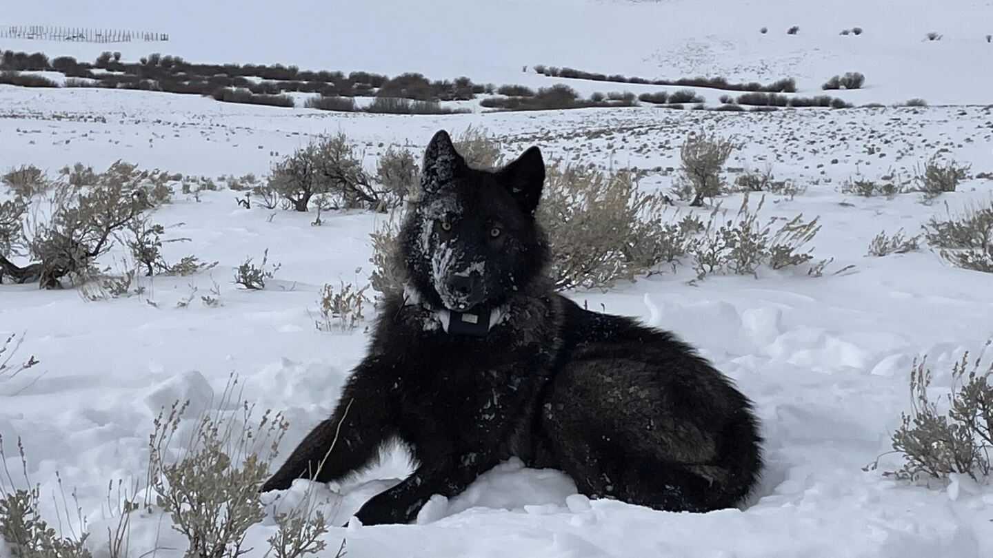 Говедовъдната промишленост в Колорадо съди за повторно въвеждане на вълци на прага на пускането на животните