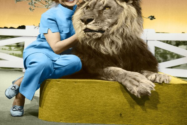 This colorized image released by Margate And Chandler, Inc. shows actress and animal activist Betty White with a lion from her 1970s series “The Pet Set." The restored 39-episode series, renamed "Betty White’s Pet Set,” features celebrity guests Mary Tyler Moore, Carol Burnett, Burt Reynolds, James Brolin and Della Reese. (Margate And Chandler, Inc. via AP)