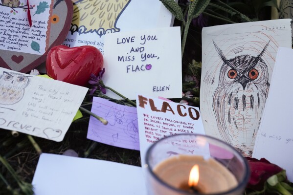 People leave photos, flowers, poems and other tributes to Flaco the owl at a tree in Central Park in New York, Sunday, March 3, 2024. Mournful fans of Flaco the Eurasian eagle-owl have gathered in New York City to say goodbye to the beloved celebrity creature who became an inspiration and joy to many as he flew around Manhattan after he was let out of his zoo enclosure. (AP Photo/Seth Wenig)