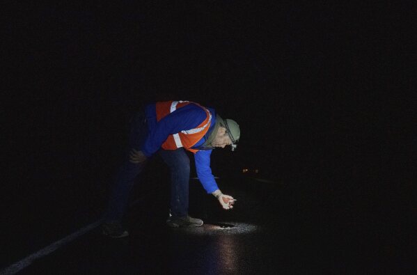 John Bateman, a wildlife professor, helps a spotted salamander cross a road Friday, March 28, 2025, in Honeoye, N.Y. (AP Photo/Maryel Pryce)
