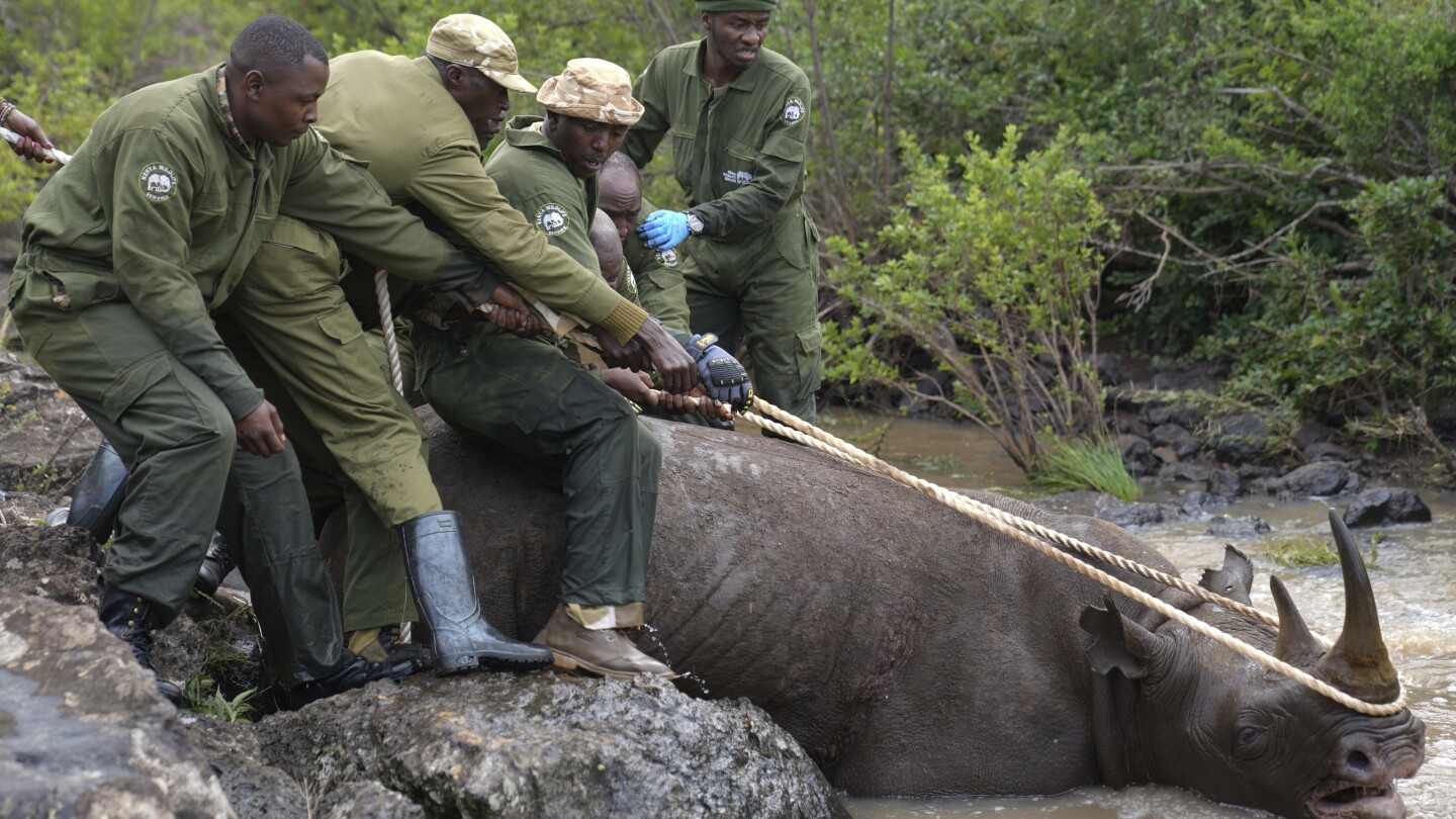 Кения започва най-големия си проект за преместване на носорози. Предишен опит беше катастрофа