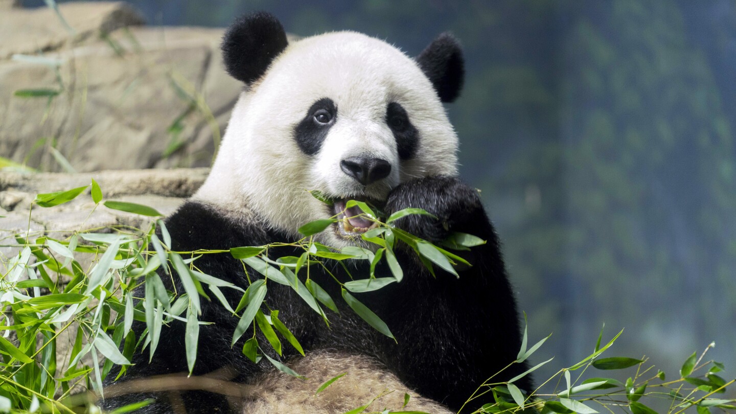 America's Last Panda Zoo Sends China an Earnest Message