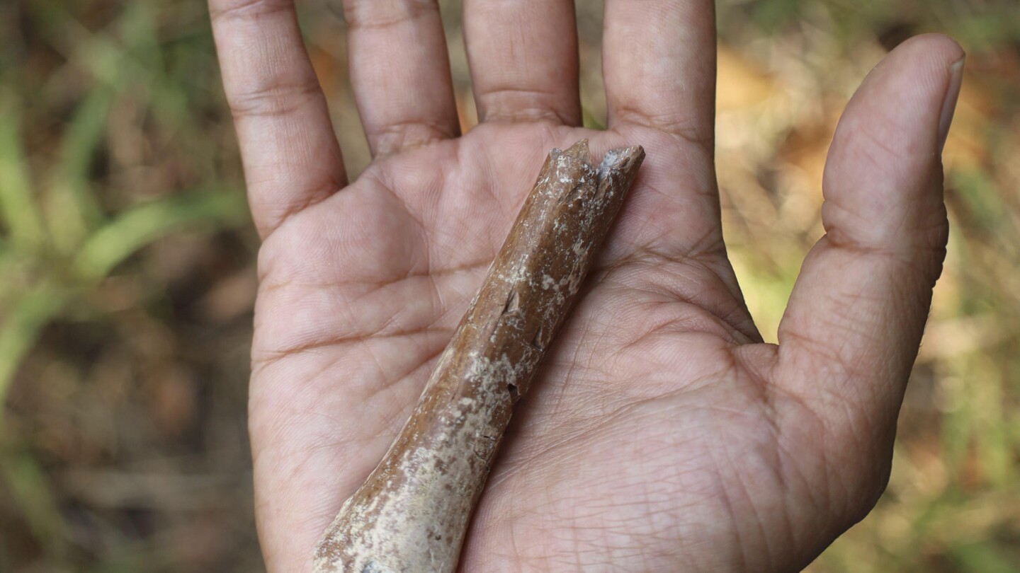 Fossils recommend even smaller ‘hobbits’ roamed an Indonesian island 700,000 years in the past
