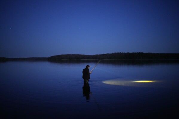 Mark Ojibway wades in shallow water looking for walleye during the spring spearfishing season at the Chippewa Flowage on the Lac Courte Oreilles Reservation, Sunday, April 14, 2024, near Hayward, Wis. Walleye numbers in some lakes are dwindling due to warming waters, increasingly variable seasonal changes and lakeshore development. Losing the species would mean losing a food source for Ojibwe and other Indigenous people, a sovereign right to fish and a deep connection to tradition and nature. (ĢӰԺ Photo/John Locher)