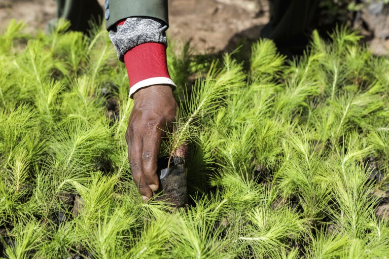 Enock Twagirayesu, team leader of Nakivale Green Environment Association, checks a sapling during his visit at Kakoma Central Nursery in Nakivale Refugee Settlement in Mbarara, Uganda, on Dec. 5, 2023. Twagirayesu is among refugees helping to plant thousands of seedlings in hopes of reforesting the area. (AP Photo/Hajarah Nalwadda)