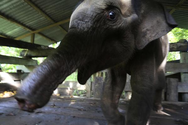 Our Blogs, Elephant Trunk Supplies