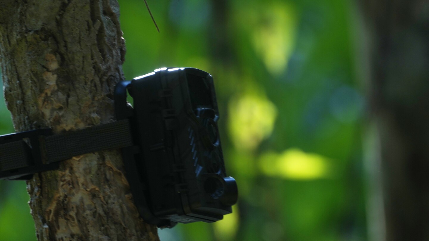 Камбоджа ще инсталира стотици камери за наблюдение на дивата природа в опит да възстанови популацията си от тигри