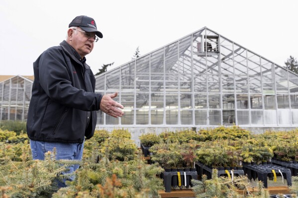 Washington State University professor Gary Chastagner called "Dr. Christmas Tree" Trojan and other cedar saplings are shown at the school's Puyallup Research and Extension Center in Puyallup, Washington, on Thursday, Nov. 30, 2023.  (AP Photo/Jason Redmond)