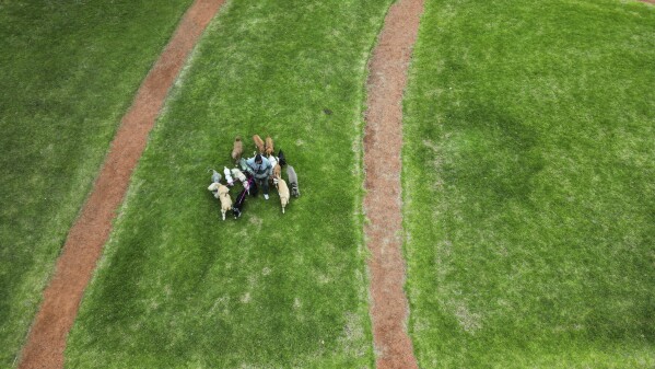 A dog walker takes his charges for a stroll in a park in Buenos Aires, Argentina, Monday, April 7, 2025. (AP Photo/Natacha Pisarenko)