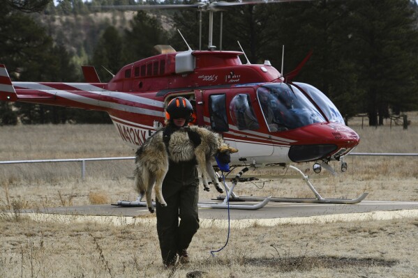 In this Jan. 25, 2024 image provided by the U.S. Fish and Wildlife Service, Aiden Caruso, a Mexican wolf technician with the agency, carries a sedated wolf during an annual survey of the endangered species near Beaverhead, N.M. The wolves are released after undergoing health checks by wildlife managers. (Aislinn Maestas/U.S. Fish and Wildlife Service via AP)