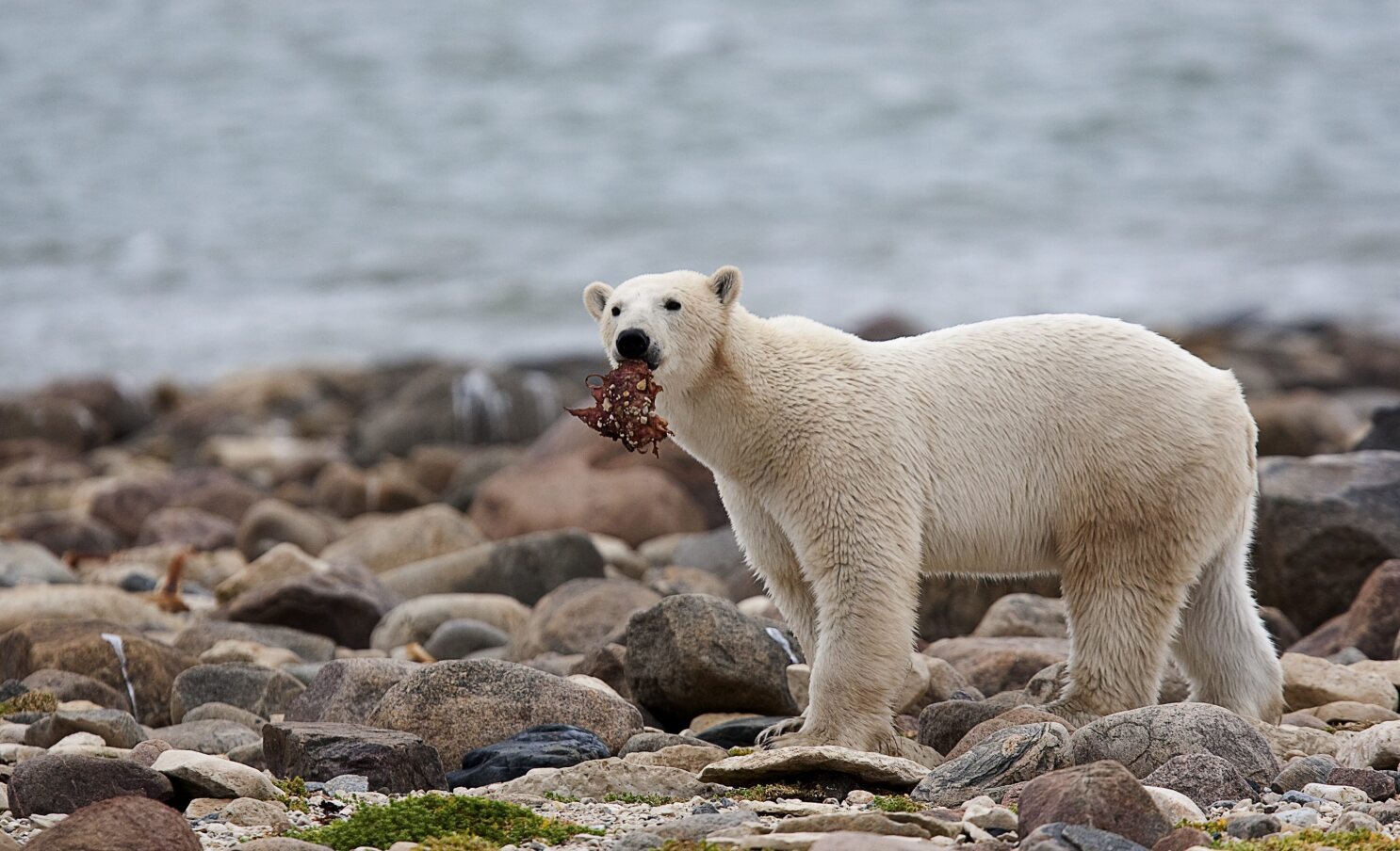 For threatened polar bears, the climate change diet is a losing proposition