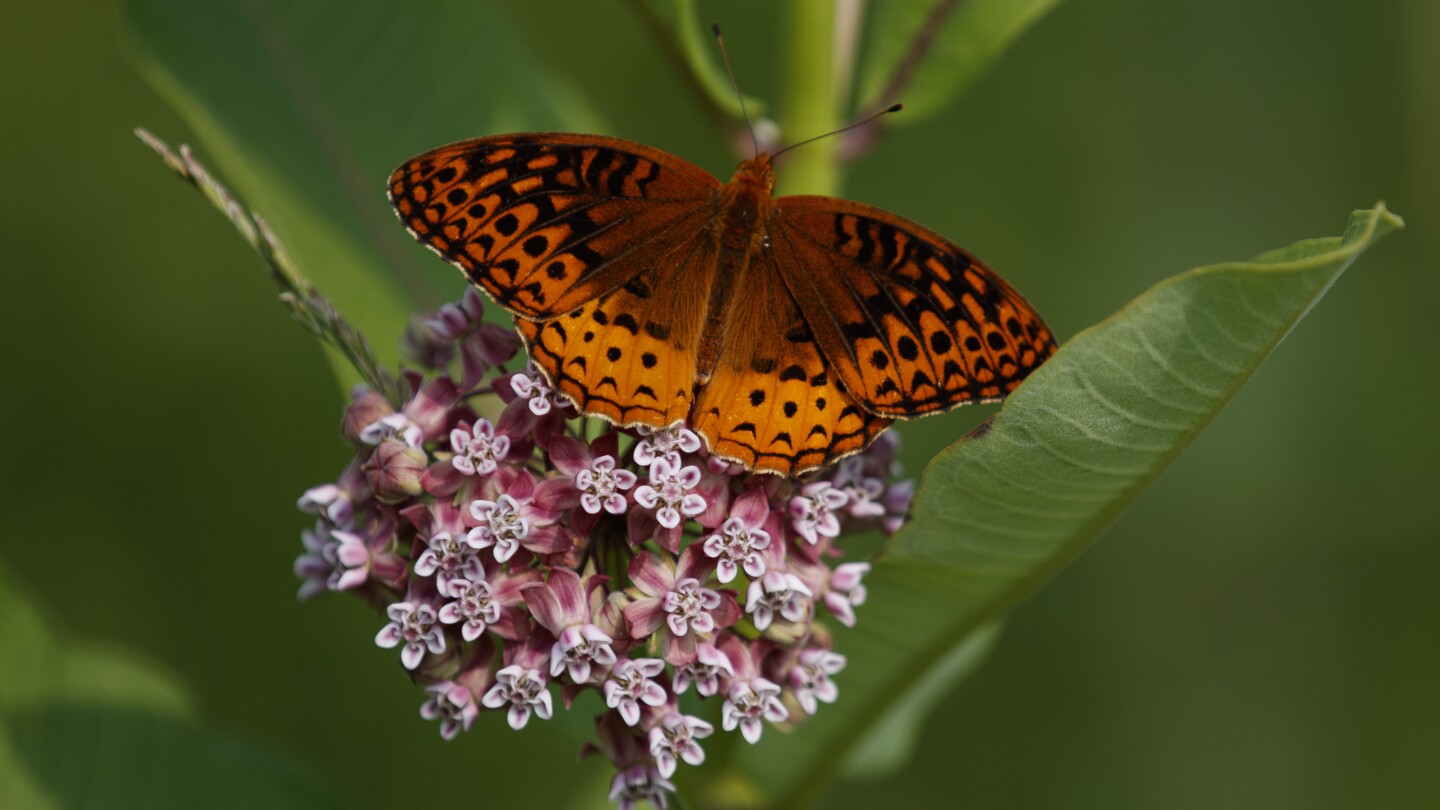 First national analysis finds America's butterflies are disappearing at 'catastrophic' rate