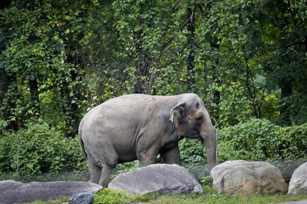 FILE - In this Oct. 2, 2018 file photo, Bronx Zoo elephant "Happy" strolls inside the zoo's Asia Habitat in New York.  A legal fight to release Happy the elephant from the Bronx Zoo after 45 years will be argued Wednesday, May 18, 2022,  before New York's highest court in a closely watched case over whether a basic right for people can be extended to an animal. AP Photo/Bebeto Matthews, File)