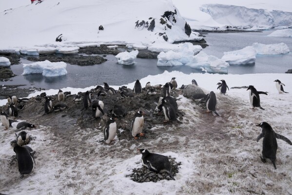 Penguins waddle past near the Chilean O'Higgins base in Antarctica, Friday, Nov. 24, 2023. (AP Photo/Jorge Saenz)