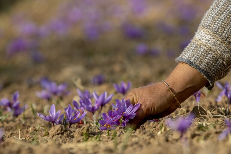 FILE - A Kashmiri farmer plucks purple crocus flowers, the stigma of which produces saffron, on a farm in Khrew, south of Srinagar, Indian controlled Kashmir, on Oct. 31, 2020. Cradled by low mountains and spread across a vast expanse of small, fertile fields, a sea of purple flowers opens in Himalayan Kashmir to produce one of the world's most precious spices, saffron. (AP Photo/Dar Yasin, File)