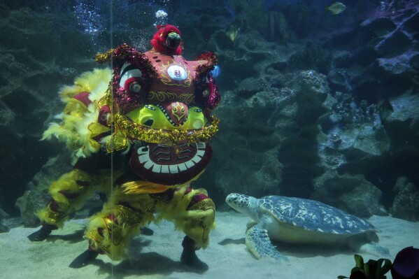 Divers perform an underwater lion dance at the KLCC Aquaria ahead of Chinese Lunar New Year celebrations in Kuala Lumpur, Malaysia, Feb. 4, 2024. (AP Photo/Vincent Thian)