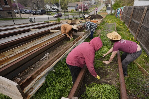 Volunteers weed garden plots in preparation for planting vegetables at the Ivanhoe neighborhood community garden, Wednesday, April 9, 2025, in Kansas City, Mo. (AP Photo/Charlie Riedel)