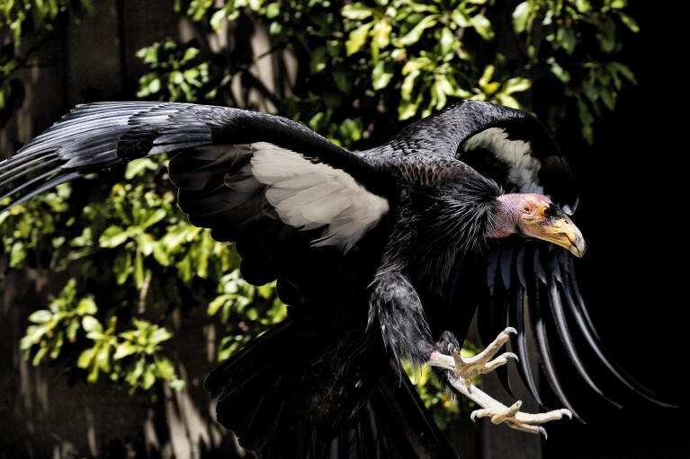 California Condor named Hope takes to flight at the Los Angeles Zoo on Tuesday, May 2, 2023. Fifty years after the Endangered Species Act took effect, environmental advocates and scientists say the law is as essential as ever. Habitat loss, pollution, climate change and disease are putting an estimated 1 million species worldwide at risk. (AP Photo/Richard Vogel)